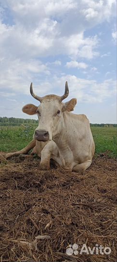 Коровы, телята