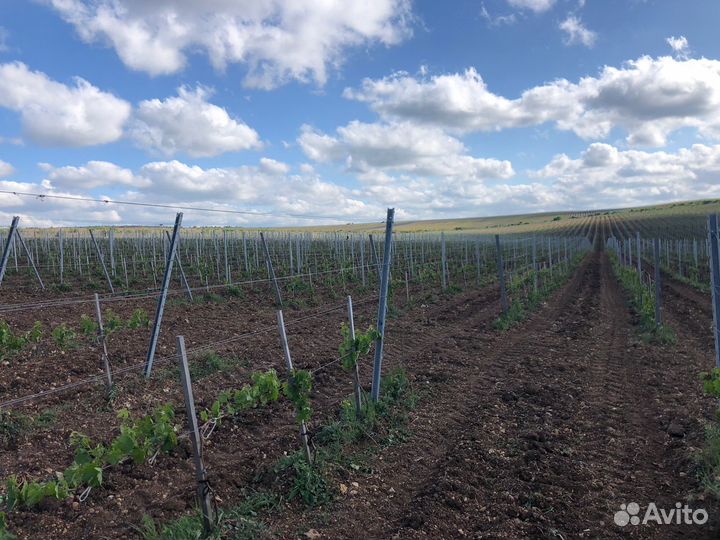 Продается виноградник в Бахчисарайском р-е Крыма