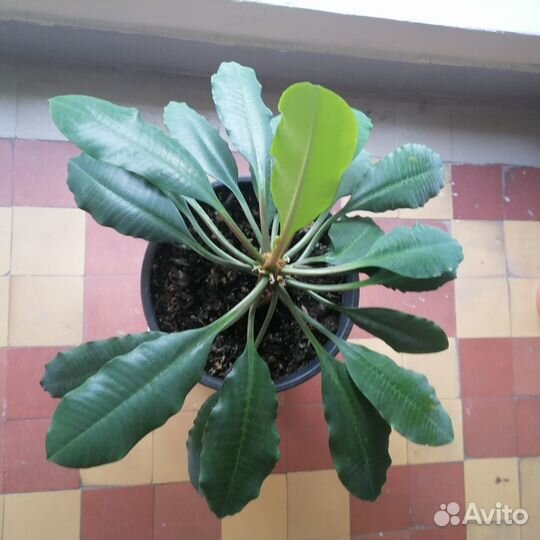 Комнатные цветы