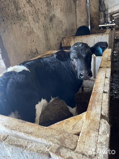 Телята бычки