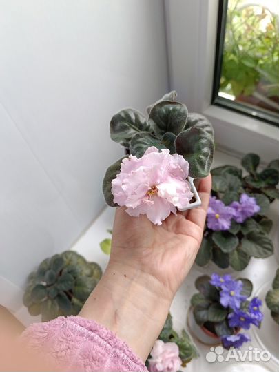 Продам сортовые фиалки