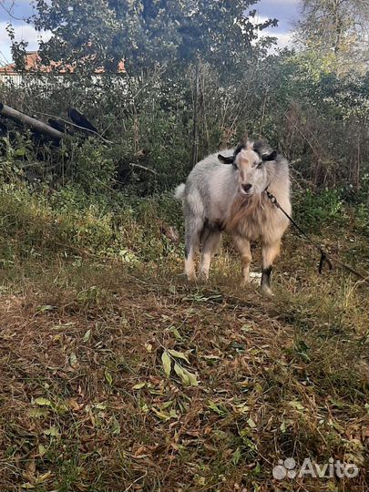 Козлик комолый