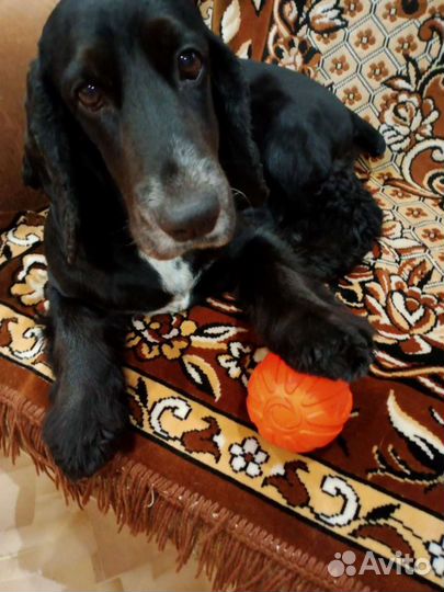 Вязка. Спаниель