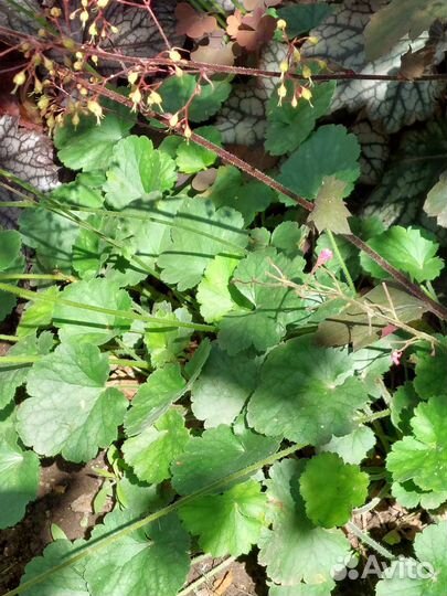 Гейхера кроваво-красная