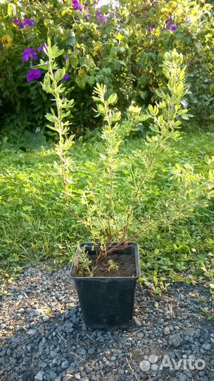 Лапчатка для дачи желтая