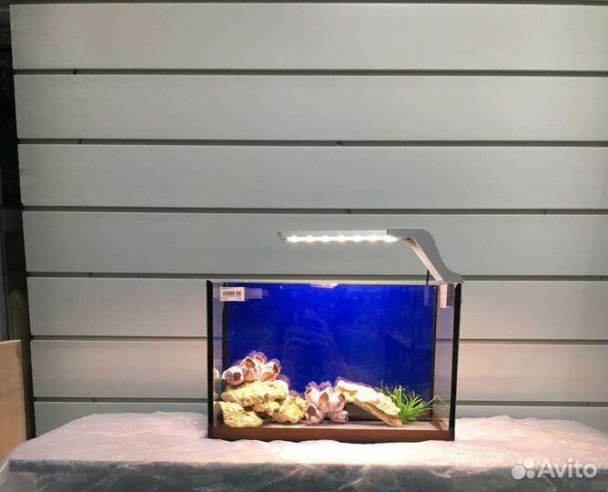 Рыбка Петушок