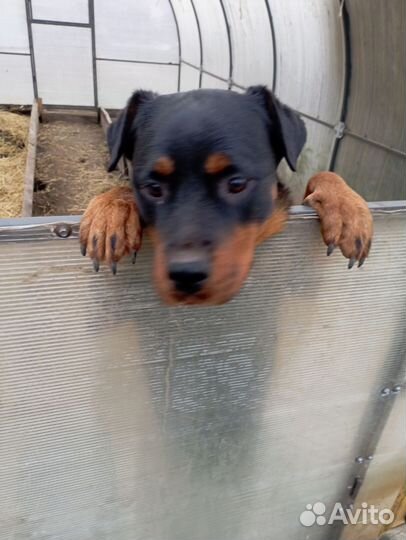 Щенки ротвейлера