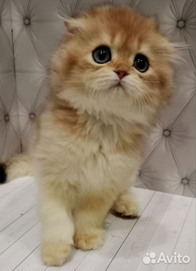 Шотландский мальчик