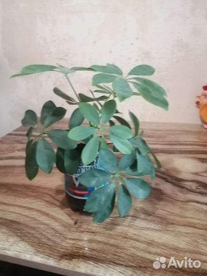 Комнатные цветы шефлера