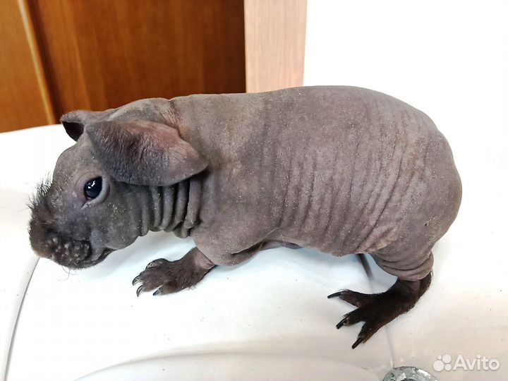 Морская свинка скинни мальчик шоколад