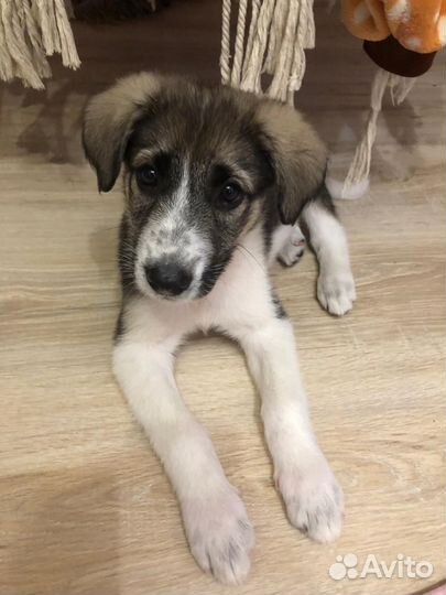 Щенок в добрые руки