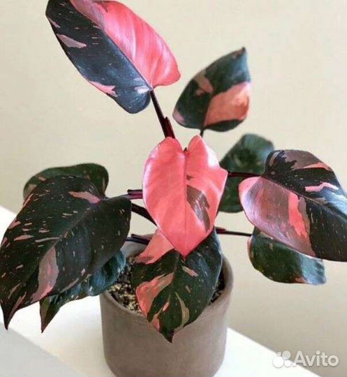 Филодендрон Розовая Принцесса