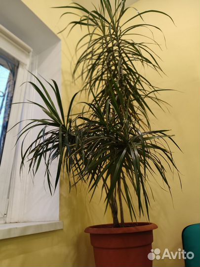 Комнатные цветы драцена