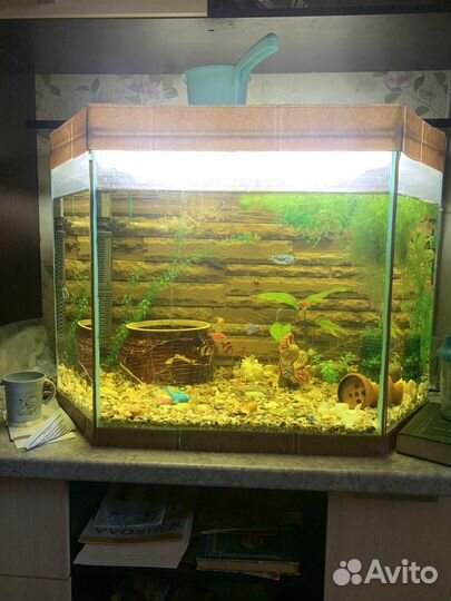 Аквариум