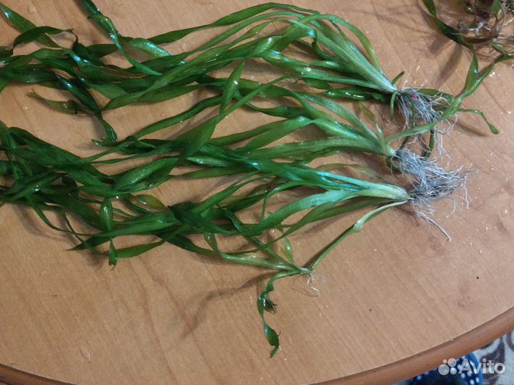 Растения для аквариума разные