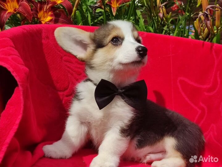 Вельш-корги пемброк в Санкт-Петербурге