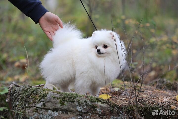 Шпиц