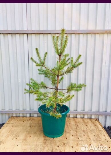 Сосны саженцы с доставкой