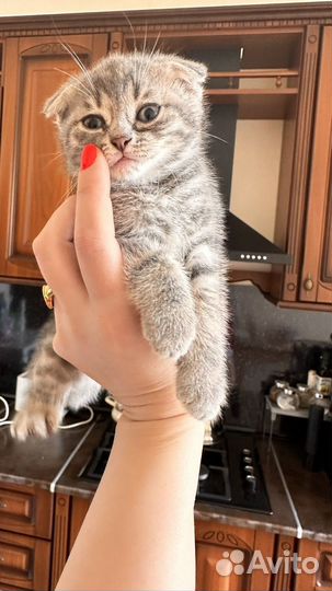 Отдам котят