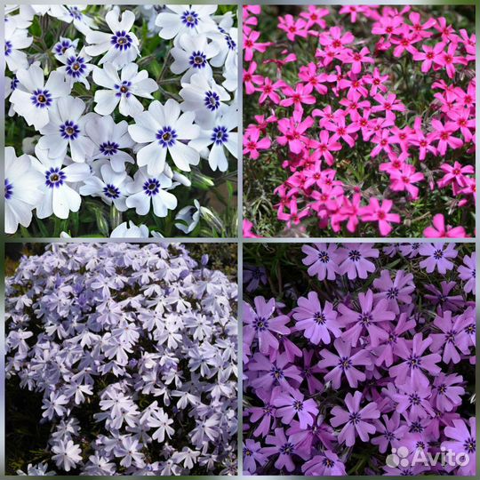 Флоксы шиловидные