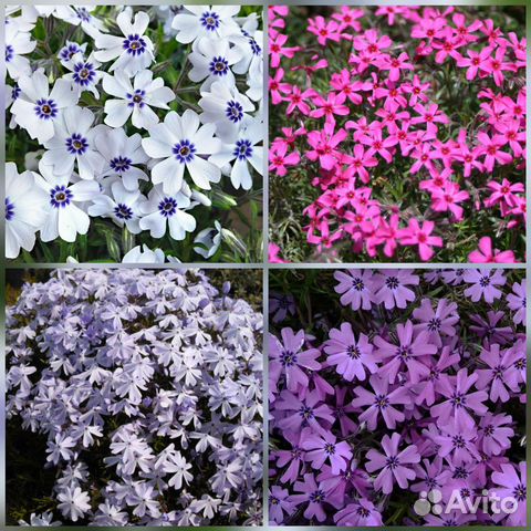 Флоксы шиловидные