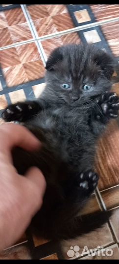 Котята британец шотландцы вислоухий шоколад