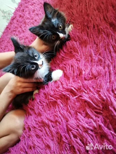 Отдам в добрые руки котят