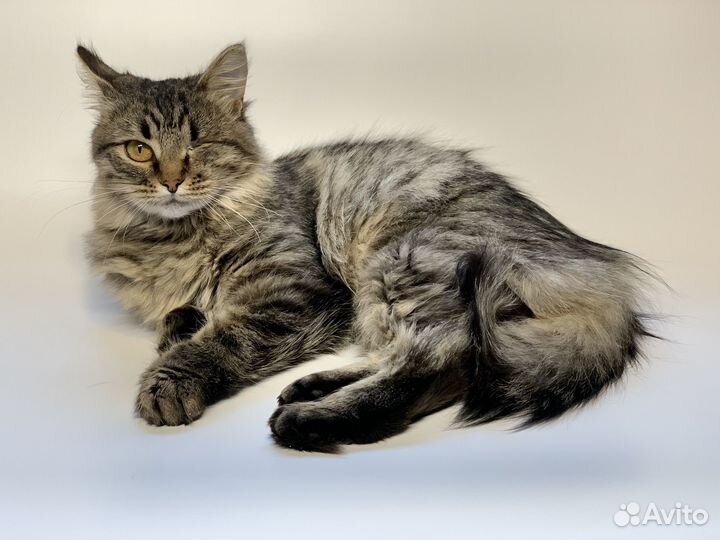 Пиратка Шуша в добрые руки