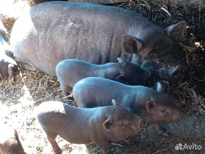 Продам поросят
