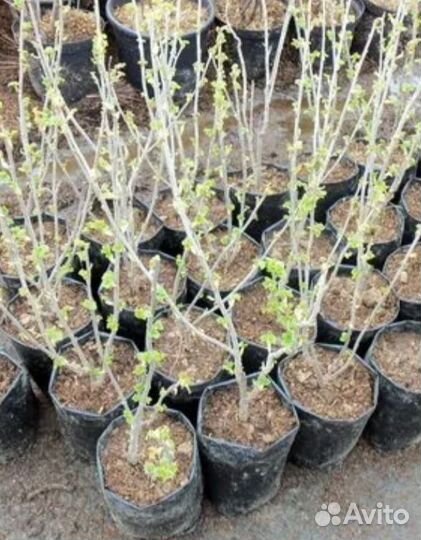 Чёрная смородина саженцы