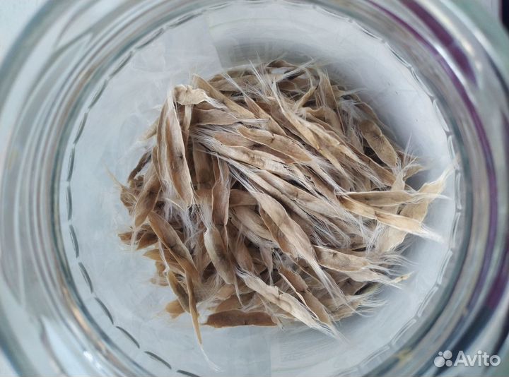 Катальпа семена