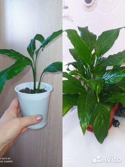 Спатифиллум (женское счастье)