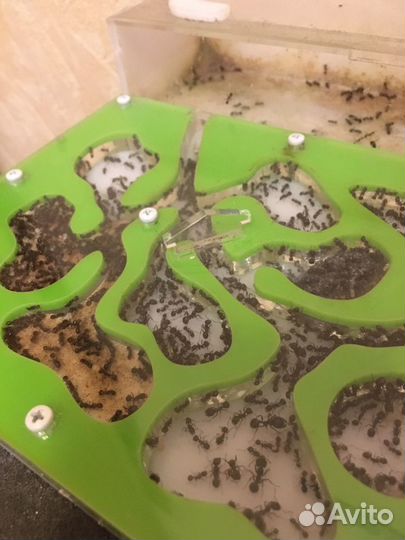 Муравьиные фермы