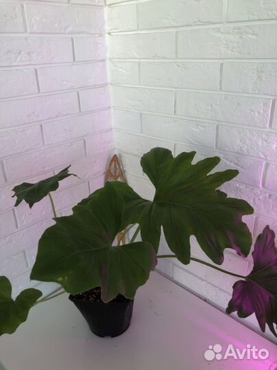 Филодендрон Селло