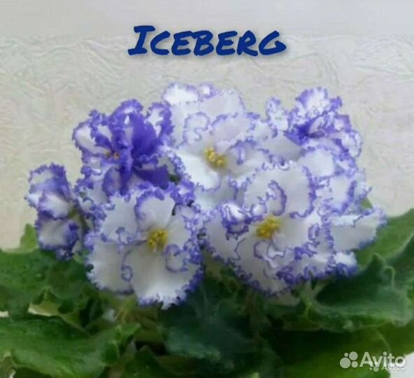 Фиалочки листы с детками и детки Доставка