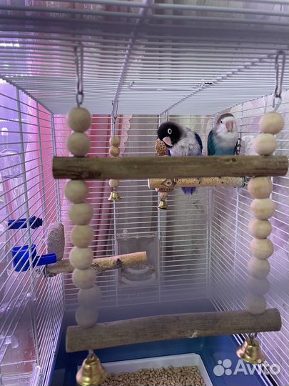 Попугаи неразлучники масковый и фишера (пара)