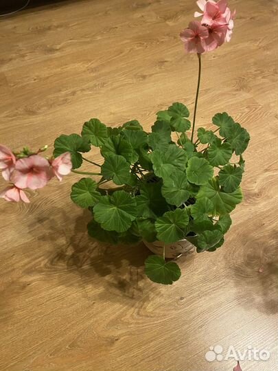 Пеларгония Звезда Подмосковья