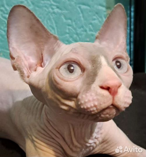 Канадский сфинкс