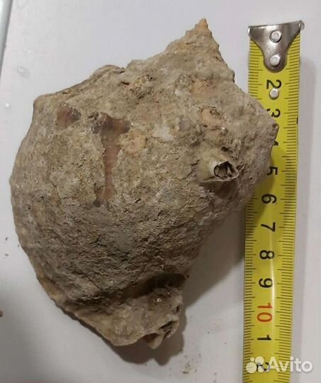 Рапан здоровый черноморский