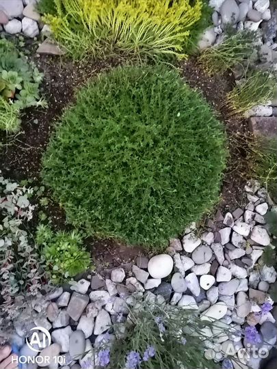 Тимьян почвопокровный