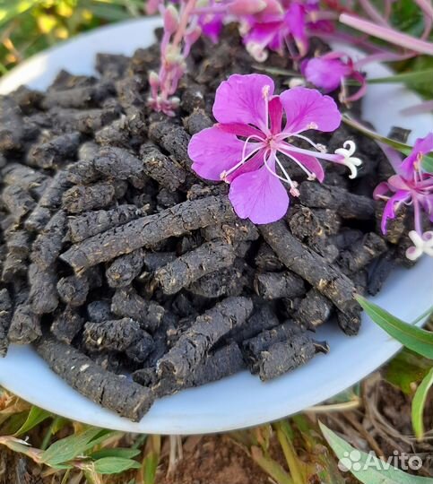 Иван чай 2024