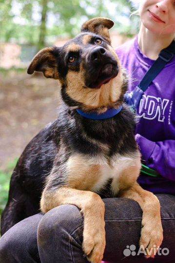 Собака в добрые руки из приюта