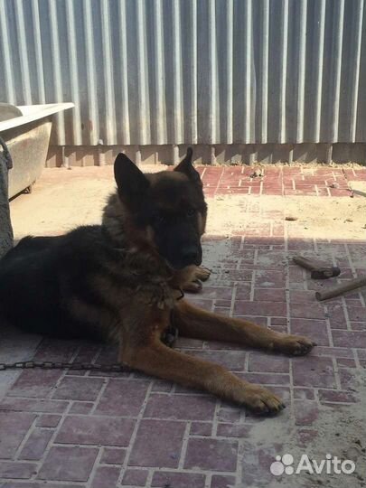 Немецкая овчарка