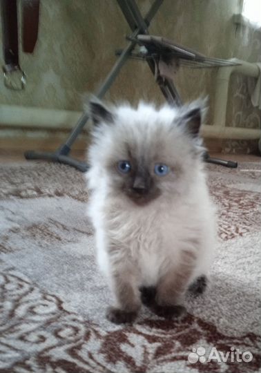 Сиамский котенок