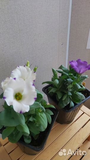 Цветы эустома