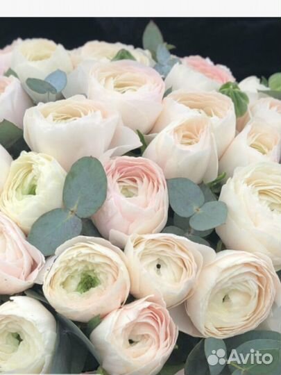 Ранункулюсы