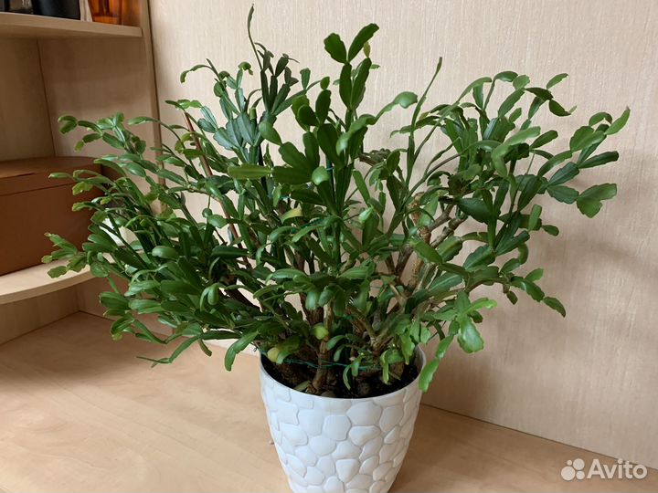 Декабрист шлюмбергера