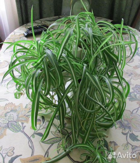 Хлорофитум кудрявый (Chlorophytum comosum bonnie)
