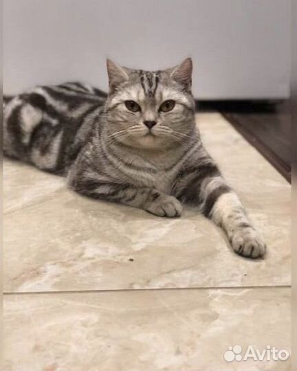 Передержка