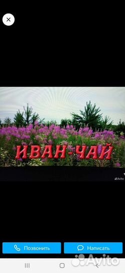 Иван чай С Алтая